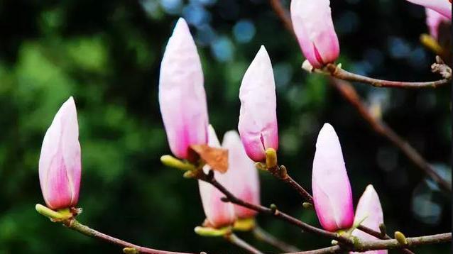 情蜚蜚|想要走桃花运，不妨试试这三招