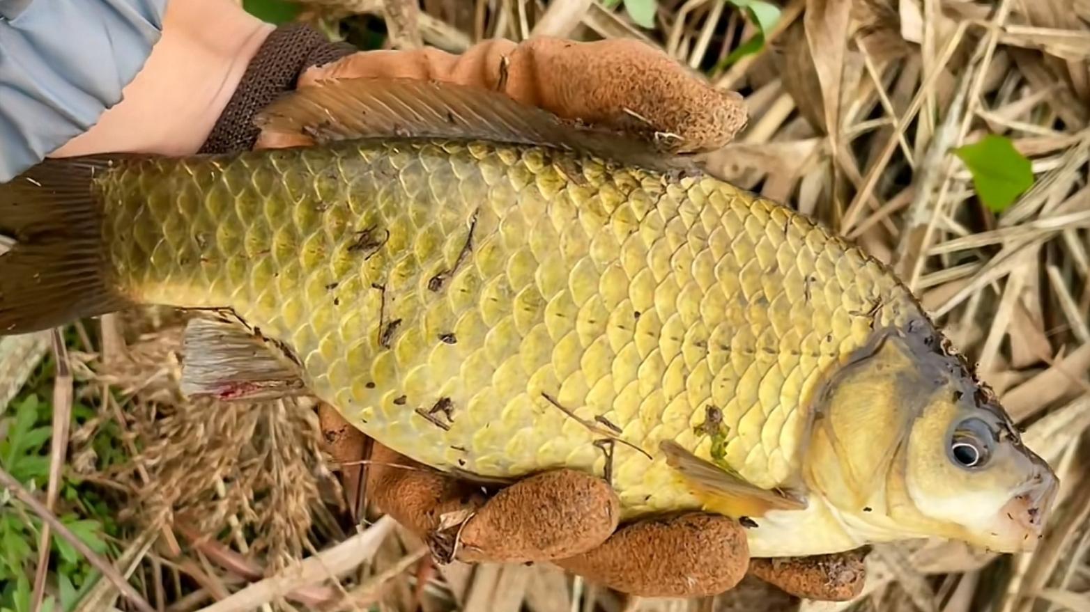 饵料|冬季鲫鱼都往深水跑，掌握这几种技巧，冬季也能连竿上鱼
