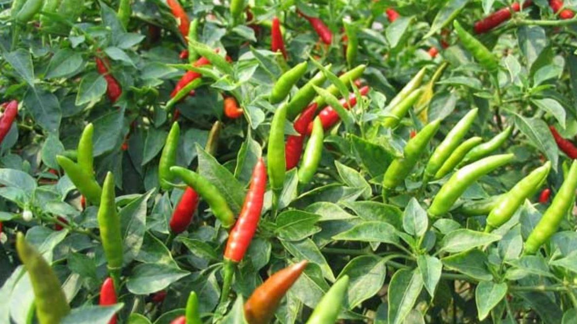 鸡胸肉|伪装“国货”三十年，每年赚走我国300多亿，这一美国企业真会藏