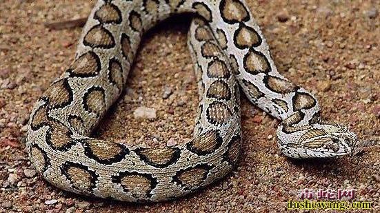 毒蛇 3种毒蛇，蛇中的奇葩，死后放毒的、抓住自杀的、吃蛇的！