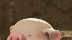 桉月|表情包：小猪跑步减肥gif全套表情包