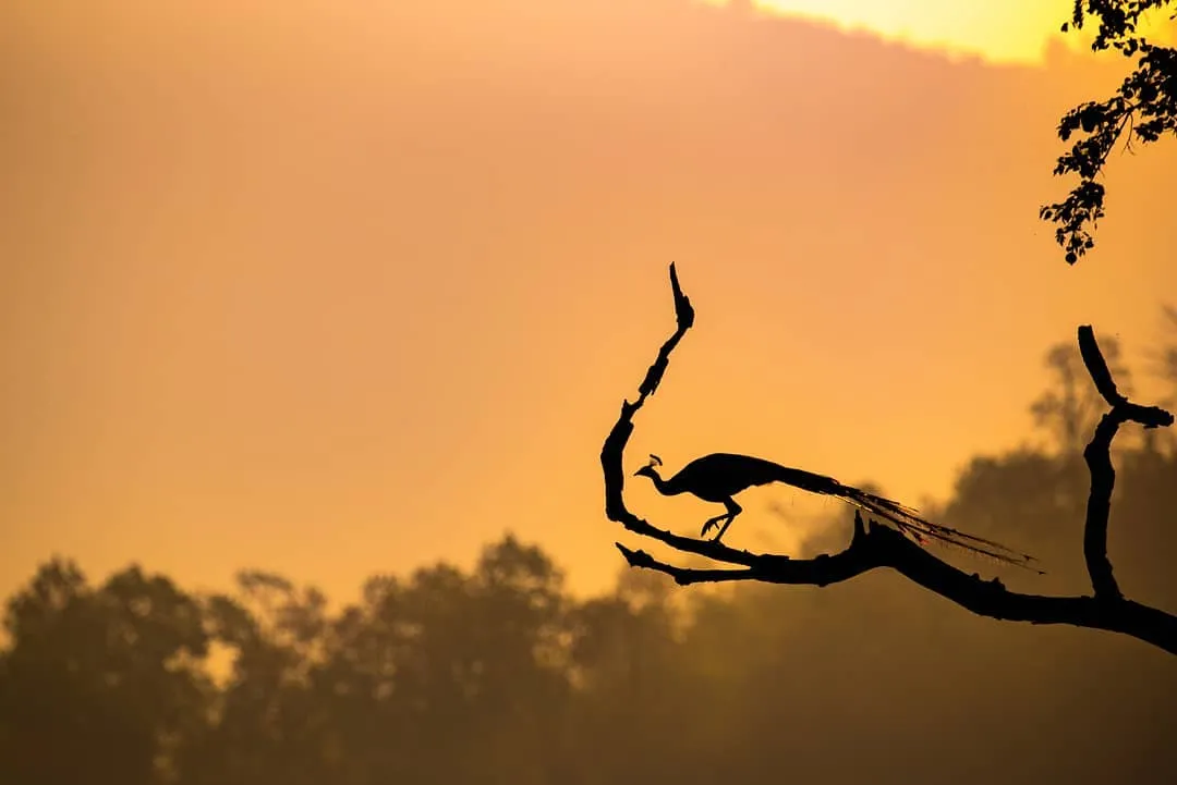 学会这5个摄影技巧，助你轻松拍出超美剪影大片！