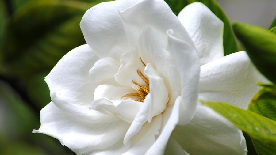 这4种植物，南方遍地都是，北方却怎么都养不活