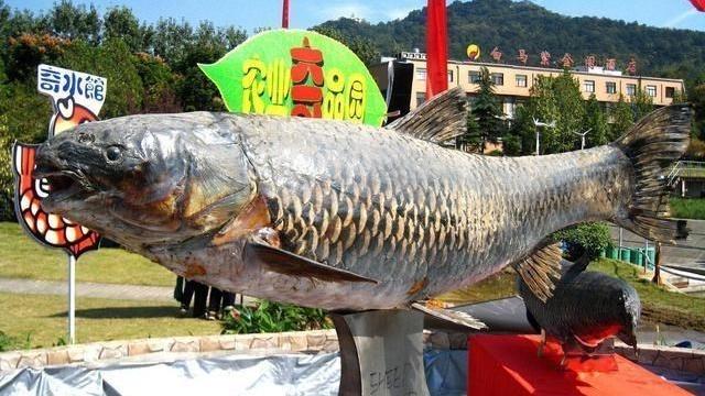 脑洞菌呀 青鱼的悲哀：衔着“宝石”出生，却沦为吃不了玩不起的“废柴”