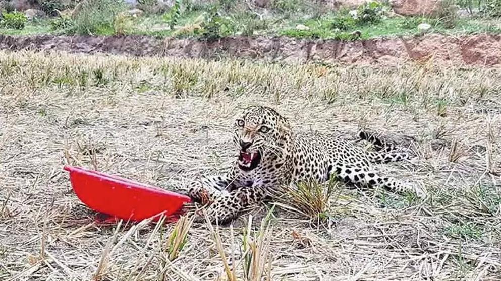 被牛撞伤的？印度一只受伤豹子被送到动物园救助，半个月后死亡