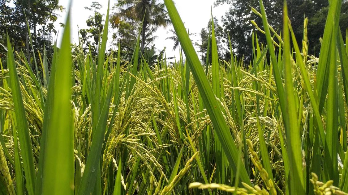 中餐|外国人评价中餐，即使内脏做菜，只要是中国厨师做的，也会很好吃