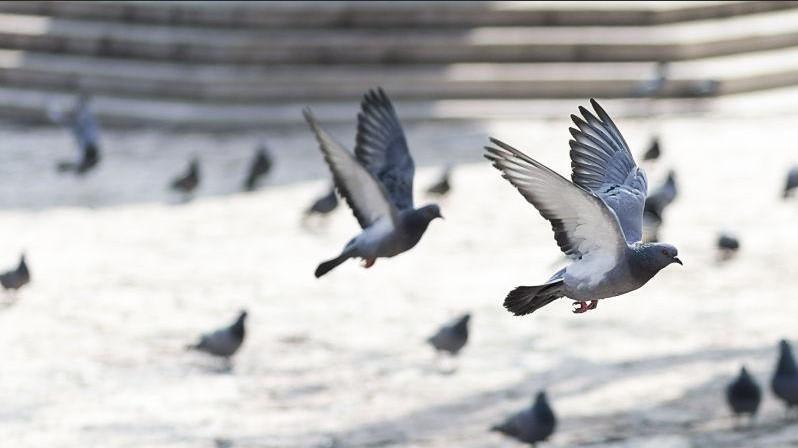 鸽子 研究表明：鸽子飞行转弯主要用身体而非翅膀