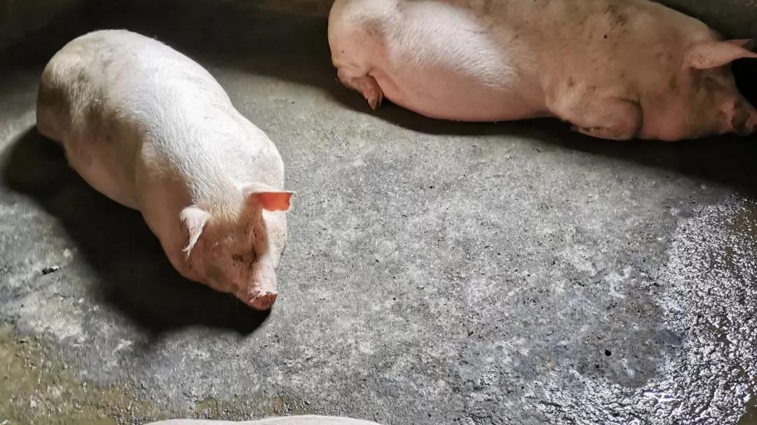 |养了18个月，500多斤的熟食猪，屠夫出10000元不卖，到底为什么？