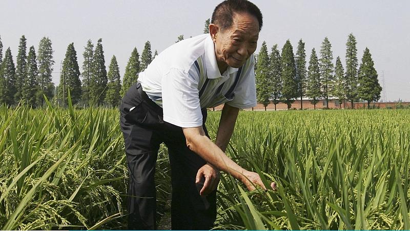 海南版欧阳寒 你是我们的 “天”——一个农民后代对袁隆平的悼念