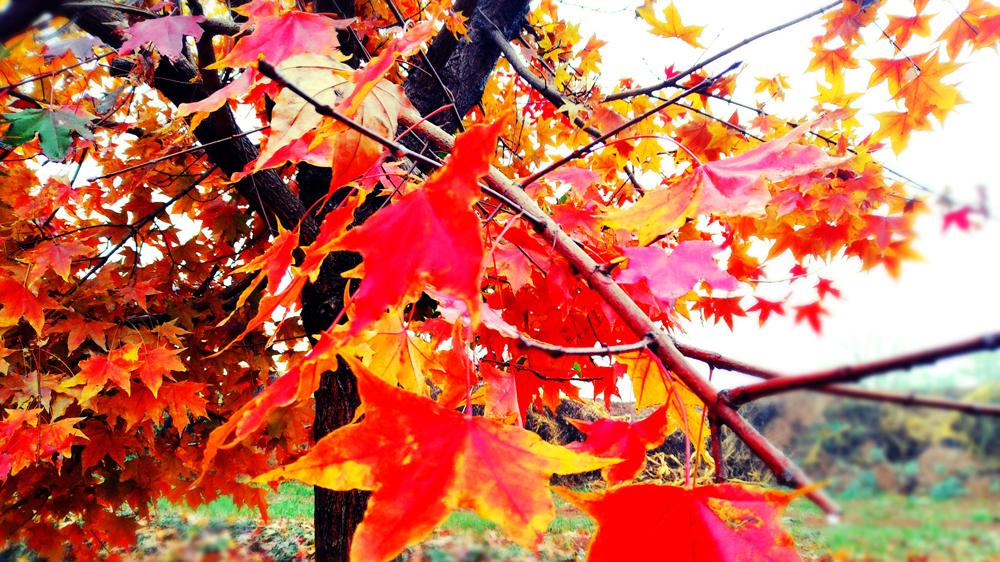 黄油烙饼|《黄油烙饼》奶奶是一个特别好的奶奶，萧胜要去口外，陌生的爸爸