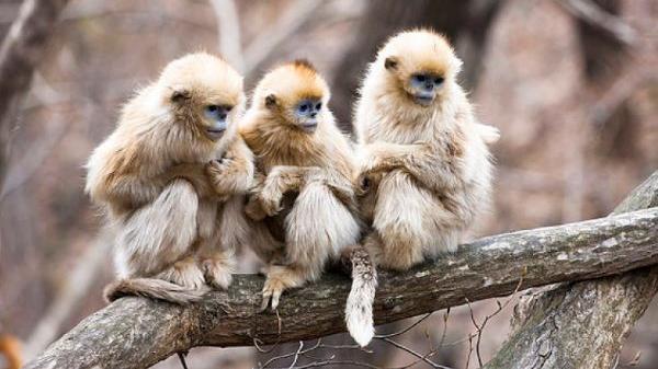 浩瀚如斯矣|在8月上旬里，属相猴的财运无比畅通，还可以获得贵人的相助
