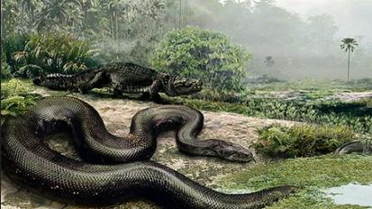 泰坦蟒 地狱巨蛇-泰坦蟒，挑战当今世界体型最大的3种蛇，结局会如何？
