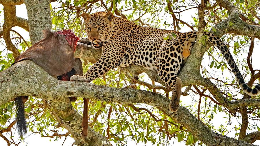 花豹 顶级猎手花豹女王，如何应付树上的雄豹和树下的鬣狗？纪录片