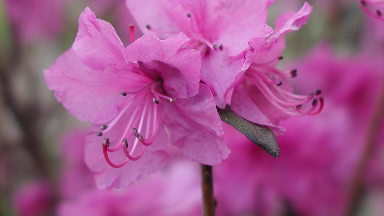 1种花叫“枯木逢春”, 看到有卖的记得随手举报，盗挖濒危植物可耻