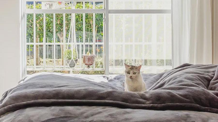 日本80后大叔会收纳，一人一猫独居135㎡，全屋收拾得很干净