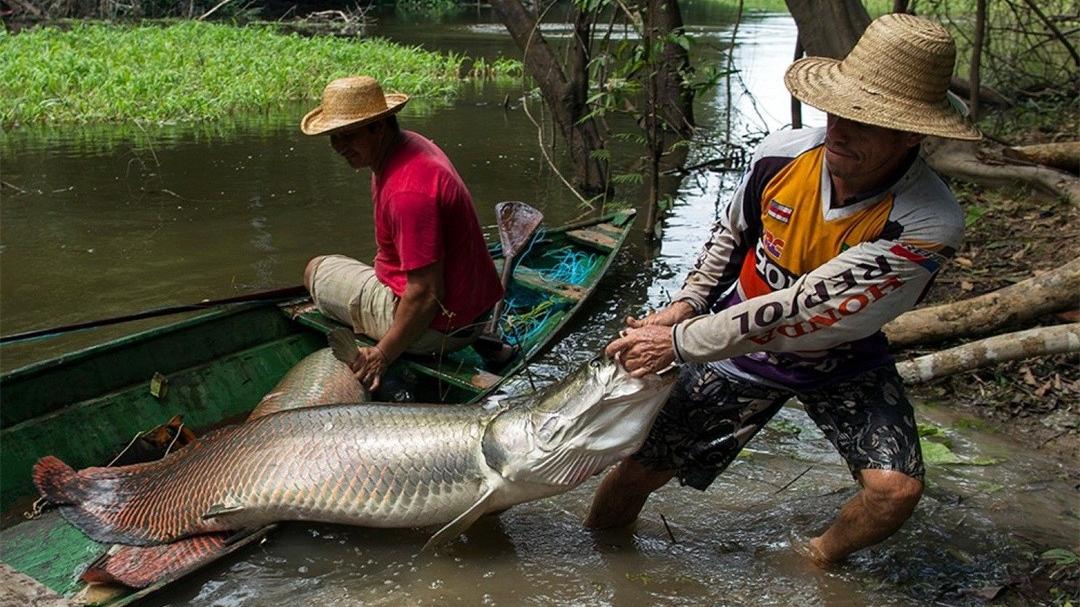 巨骨舌鱼 亚马逊河里的王者，把食人鱼当点心，却被人类用棒槌敲成保护动物
