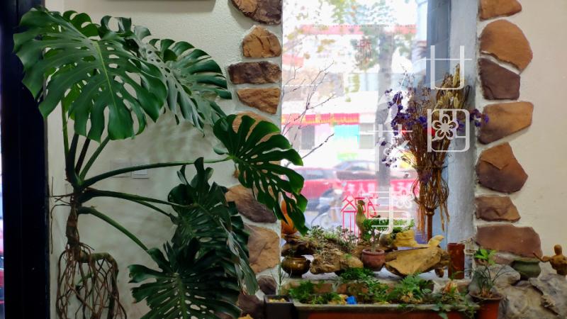 扔掉绿萝发财树吧，这7种植物漂亮显高级，养在客厅，大气有格调