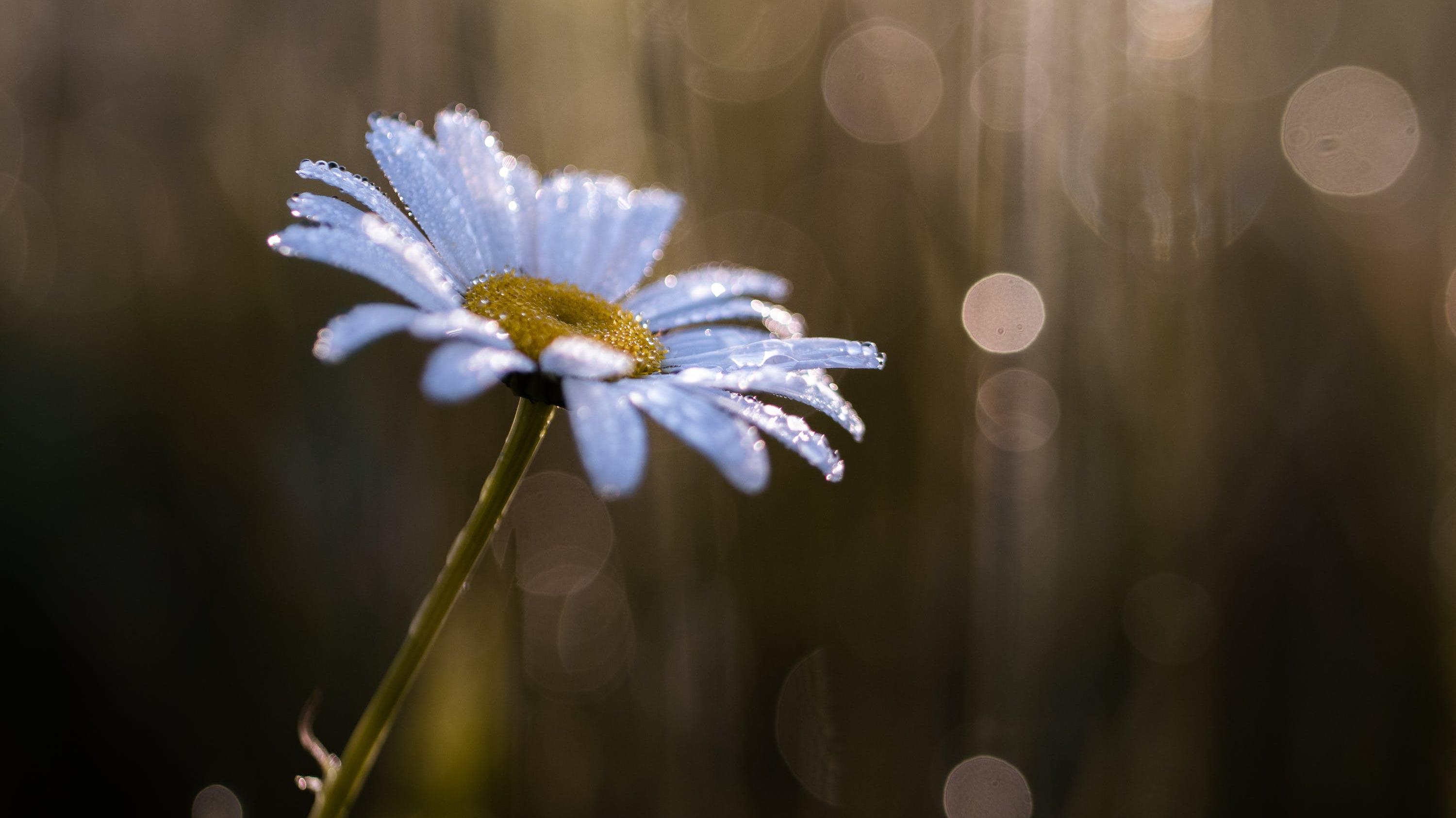 十里说情|表白很低级，真爱要学会诱导