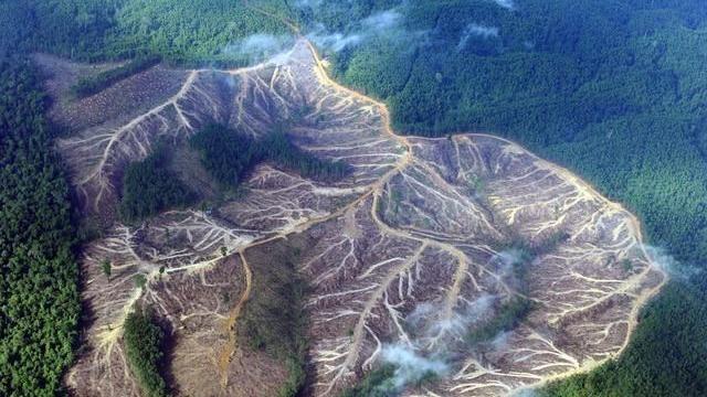 巴西 中国提倡栽树，数量与巴西砍树相抵，是否能取代地球之肺？