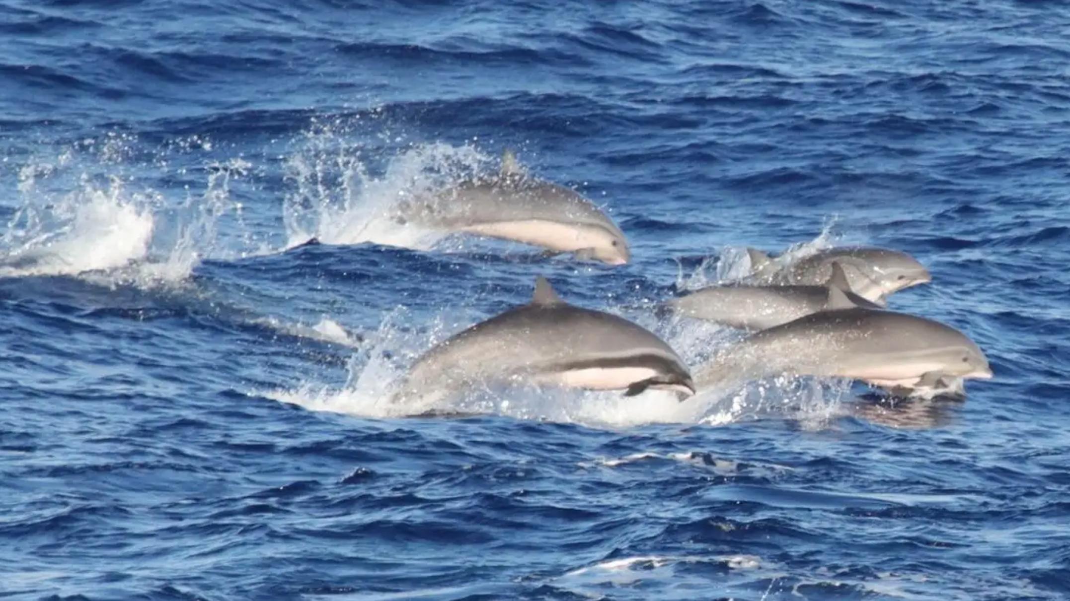 海豚 科学家称，夏威夷海豚中的新型病毒可能引发全球海洋哺乳动物疫情