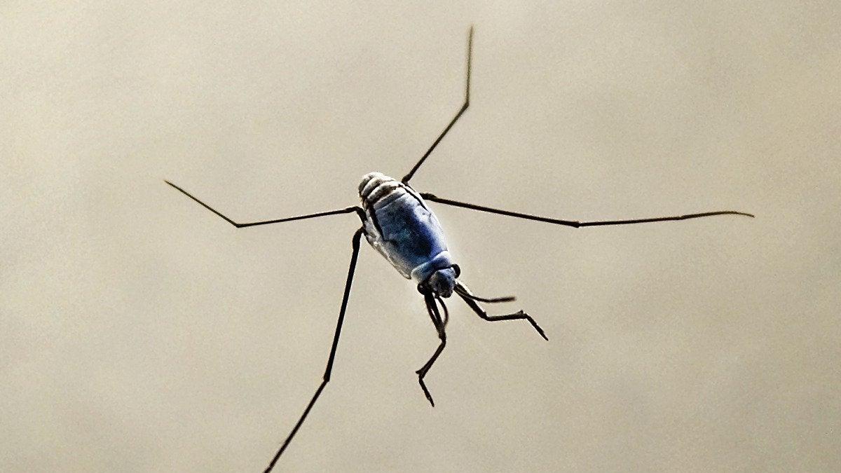 昆虫 在时空中旅行的昆虫：生命力堪比水熊虫的蚊子
