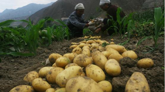土豆|全国哪里的土豆最好？经过评比，这8个地方较出名，有你家乡吗