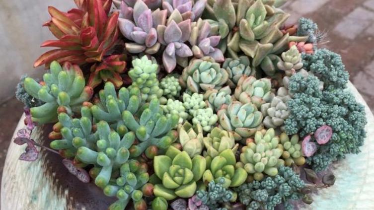 馄饨|单株多肉看腻了，不妨试试合起来混种，打造多肉拼盘，秀色可餐