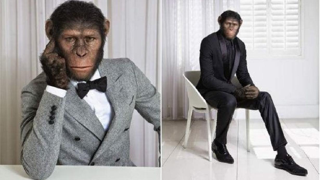 黑猩猩 把黑猩猩和小孩放在一起养，猩猩把自己当成人类，后来怎么样了？
