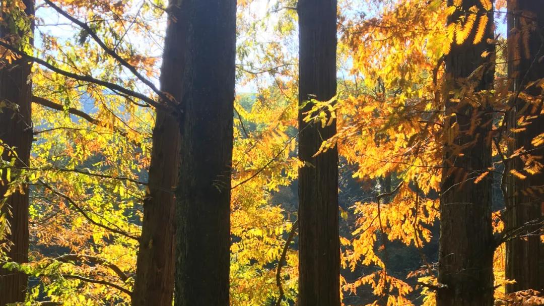 西湖楹联⑯：九溪烟树之万类霜天