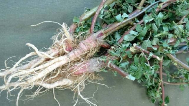 卤味|上了黑名单的刺苋，嫩时是野菜，老了以后可以煲汤，南方人常吃