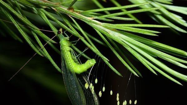 高原 大自然中最“优雅”的昆虫杀手，他们是蚜虫的克星！