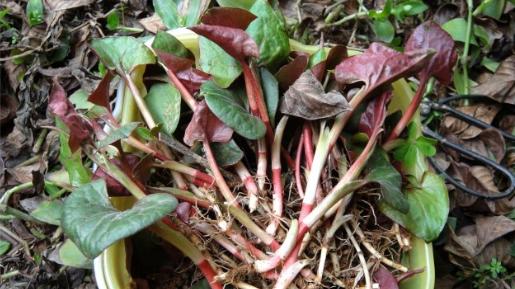 菠菜|全株有臭味，味道很让人上头，却成为了极品野菜，还当蔬菜种