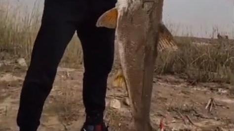 几十斤的水老虎游入小水沟吃鱼，却被人钓起，网友：请放回洞庭湖