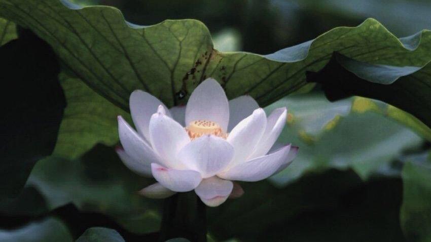 唯晨说 看不起你的人，张口闭口都是“特别”的话，愿你早点懂得