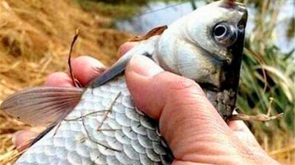 |过了小雪，鱼窝又远了一步，应该用这种钓法了，天冷渔获也有保证