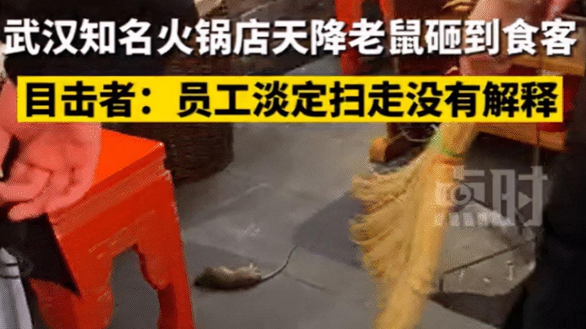 火锅|火锅店天降老鼠「员工淡定扫走无解释」，难道这是经常发生的事？