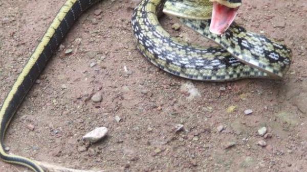 毒蛇 “臭名远扬”的菜花蛇，食性霸道生性凶猛，为何还会招人喜欢