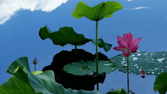 星临天下|7月中旬，吉星照耀，4属相事业棒、桃花旺，日子一顺百顺