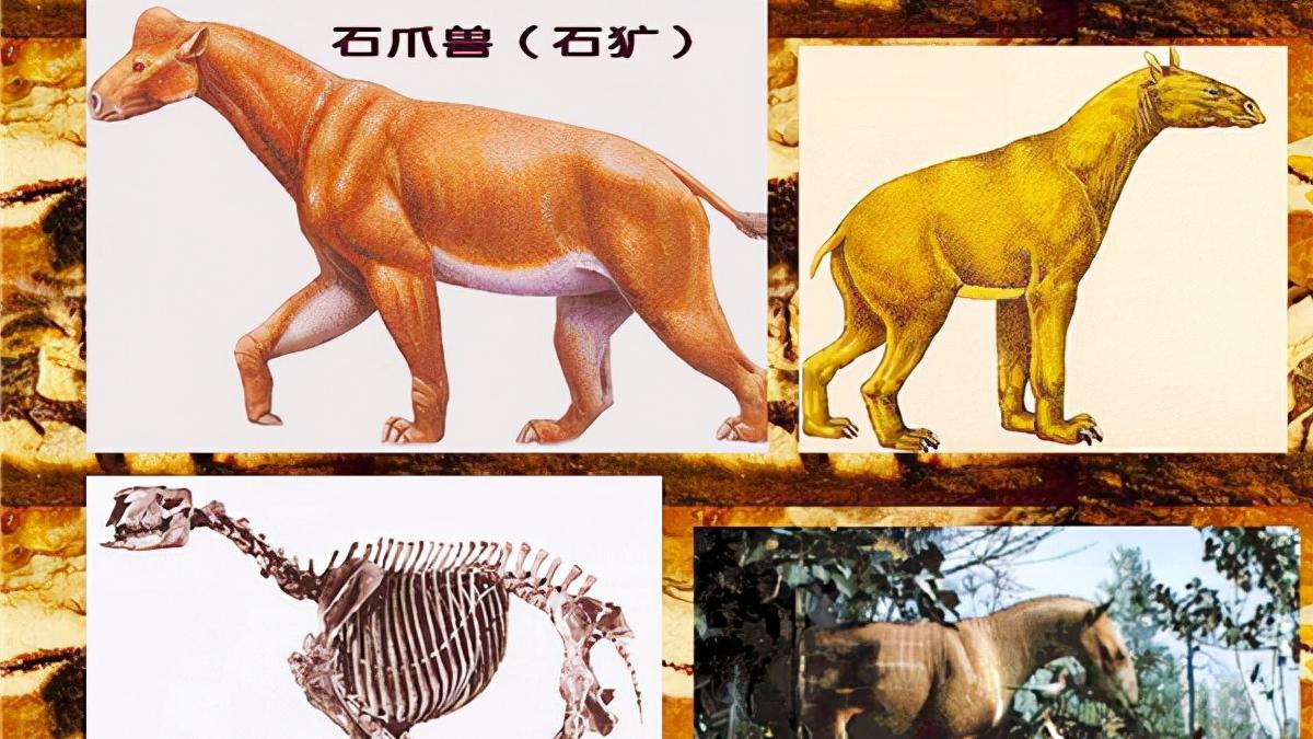 神农架 “驴头狼”灭绝50万年，频频现身神农架，反常现象会有什么预兆？