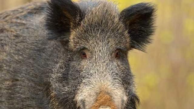 伊春农民田中遭400斤野猪重创，多地野猪泛滥成灾，还用保护它吗