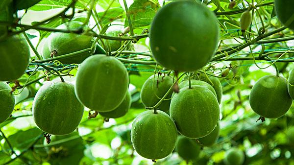 萝卜干|甜到能灼烧喉咙的，罗汉果。