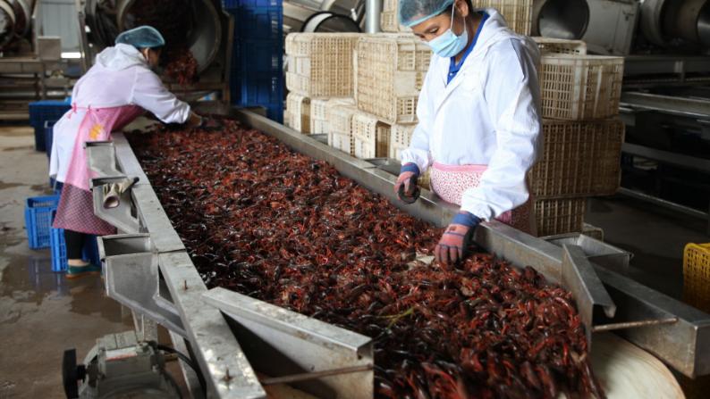 |加工过的小龙虾尾，为何比活小龙虾还便宜？30年厨师说出其中猫腻