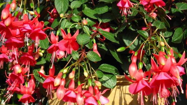 遵生养命|灯笼花有什么功效和作用