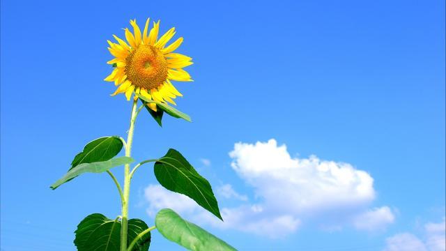 Tomato特摸头|文艺语录：一房二人三餐四季，星辰大海，雅俗共度……