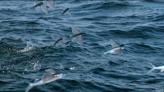 抗体 海洋里的捕食者最恨它：快到嘴的肉居然飞了。你见过会飞的鱼吗？