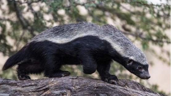 蜜獾 世界顶级捕食者非洲岩蟒，连人类都是它的盘中餐，唯独怕一种生物