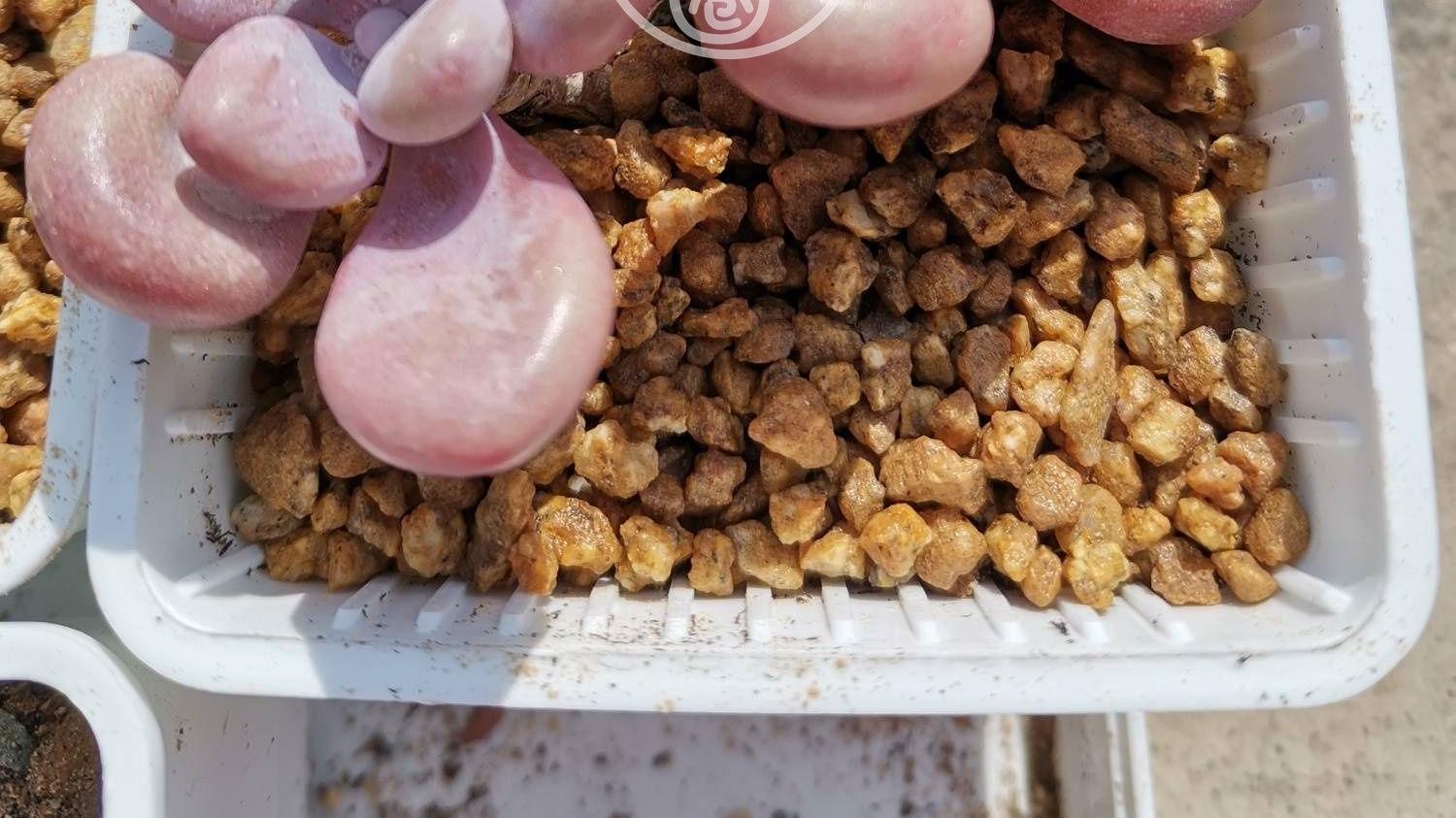 混合动力|老婆买的多肉腰子桃蛋，教你一招，粉嫩又可爱，人人见了都夸美