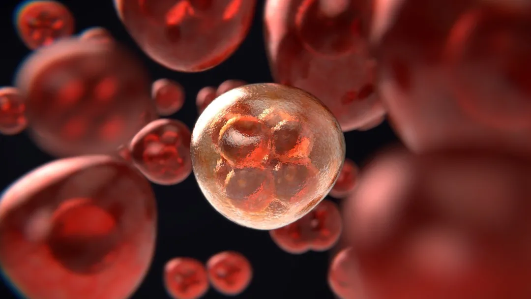 胚胎干细胞 都说干细胞可以再生，人体内的干细胞是无穷无尽的吗？