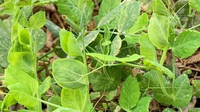 面条|面条放什么菜好看又简单？美味又可口？