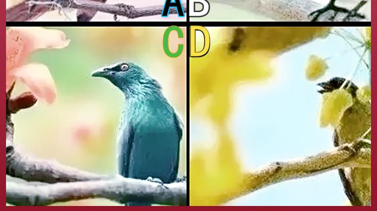 旧爱|心理情感测试：四只小鸟，你最喜欢哪只？测你近期会有什么好运？